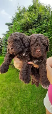 Lagotto Romagnolo szczenięta FCI 3
