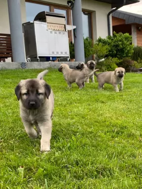 Kangal - szczenięta ZKwP (FCI) 10