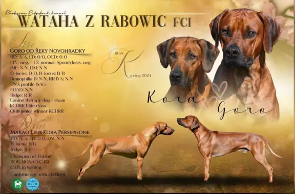 ostatnia Rhodesian Ridgeback po pracujących rodzicach 5