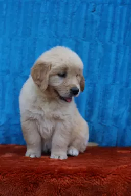 Golden Retriever-śliczne, biszkoptowe szczeniaki 2