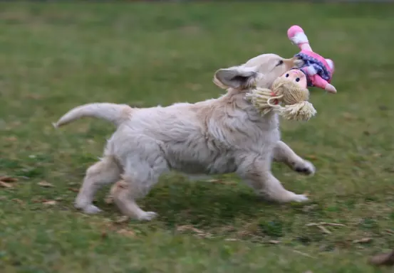 Golden Retriever-śliczne, biszkoptowe szczeniaki 4