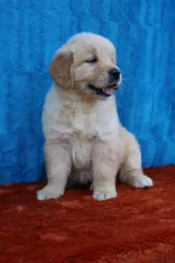 Golden Retriever-śliczne, biszkoptowe szczeniaki 3