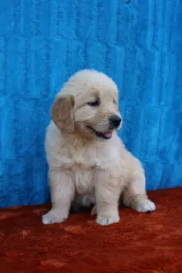 Golden Retriever-śliczne, biszkoptowe szczeniaki 1