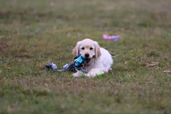 Golden Retriever-śliczne, biszkoptowe szczeniaki 5