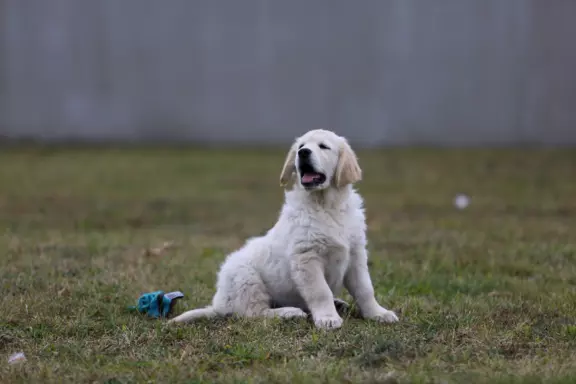 Golden Retriever-śliczne, biszkoptowe szczeniaki 6