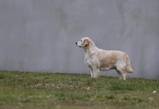 Golden Retriever-śliczne, biszkoptowe szczeniaki 9
