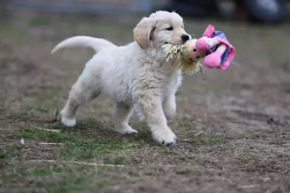 Golden Retriever-śliczne, biszkoptowe szczeniaki 7