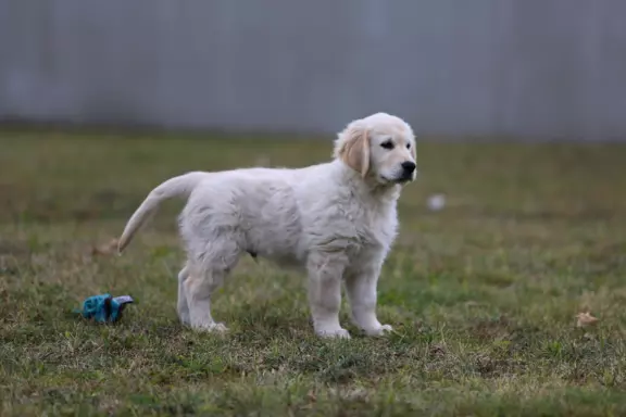 Golden Retriever-śliczne, biszkoptowe szczeniaki 8