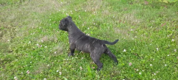 Staffordshire bull terrier szczeniak suczka 8