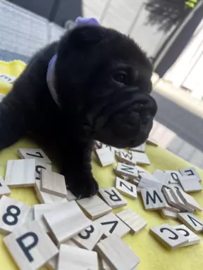 shar pei FCI maluchy hodowla z miłości www.sloneczneniebo.pl 7