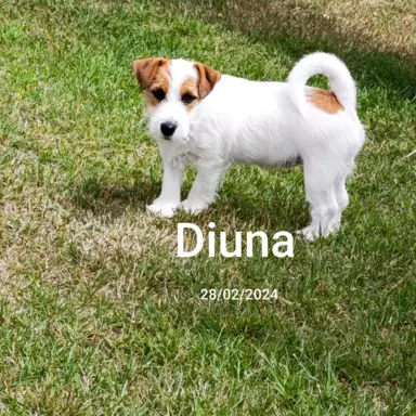Diuna - suczka 1