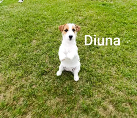 Diuna - suczka 2