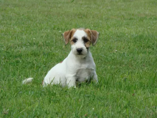 Pieski po Interchampionie Jack Russell Terrier ZKwP 1