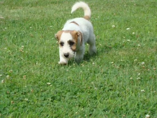 Pieski po Interchampionie Jack Russell Terrier ZKwP 2