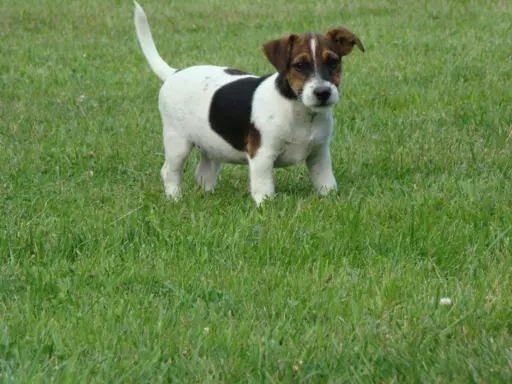 Pieski po Interchampionie Jack Russell Terrier ZKwP 3