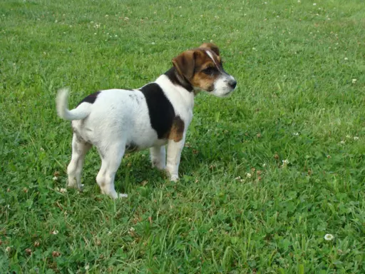 Pieski po Interchampionie Jack Russell Terrier ZKwP 4