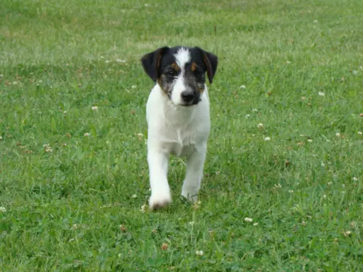 Pieski po Interchampionie Jack Russell Terrier ZKwP 5
