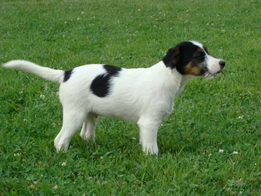 Pieski po Interchampionie Jack Russell Terrier ZKwP 6