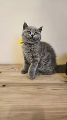 Kotka brytyjska niebieska- Gotowa do odbioru! 6