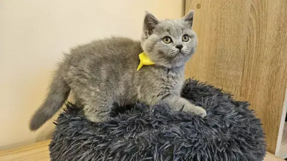 Kotka brytyjska niebieska- Gotowa do odbioru! 1