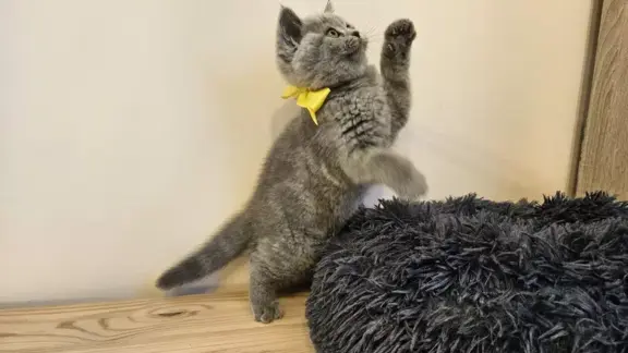 Kotka brytyjska niebieska- Gotowa do odbioru! 7