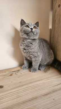 Kotka brytyjska niebieska- Gotowa do odbioru! 2