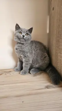 Kotka brytyjska niebieska- Gotowa do odbioru! 3