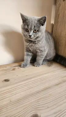 Kotka brytyjska niebieska- Gotowa do odbioru! 5