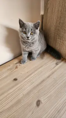 Kotka brytyjska niebieska- Gotowa do odbioru! 4