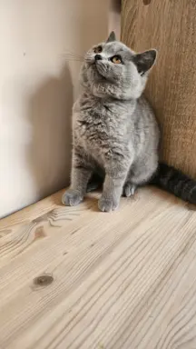 Kotka brytyjska niebieska- Gotowa do odbioru! 8