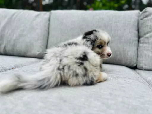 Pies blue merle długi ogon owczarek australijski 1