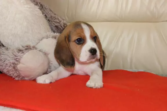 Piesek  Beagle po Championie ZKwP (FCI) 2