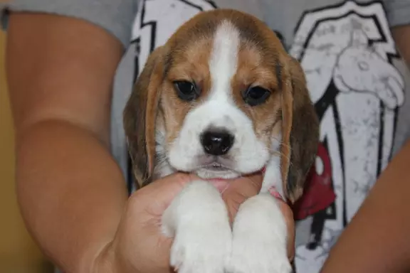 Piesek  Beagle po Championie ZKwP (FCI) 4