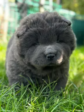 Szczeniaki CHOW CHOW ZKwP/FCI 2