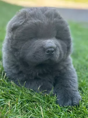 Szczeniaki CHOW CHOW ZKwP/FCI 7