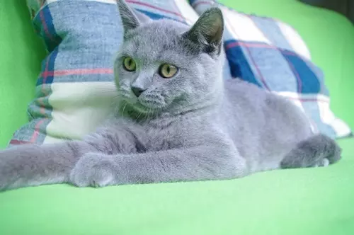 Kotek brytyjski niebieski odbiór JUŻ 4