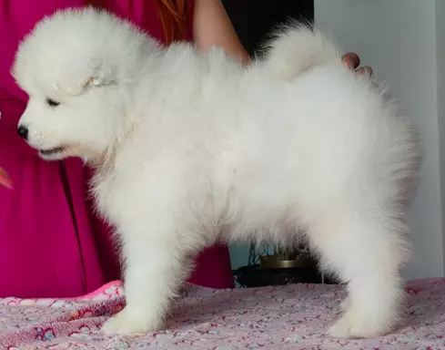 Sprzedam szczenię Samoyed FCI 2
