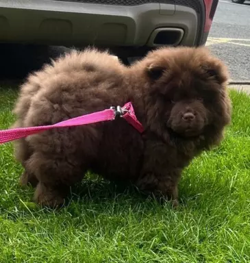 Chow Chow Znakomitej jakości czekolada Princess 💗 1