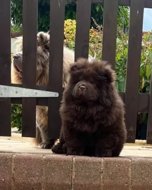 Chow Chow Znakomitej jakości czekolada Princess 💗 2