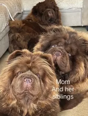 Chow Chow Znakomitej jakości czekolada Princess 💗 3