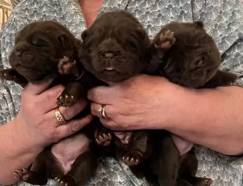 Chow Chow Znakomitej jakości czekolada Princess 💗 4