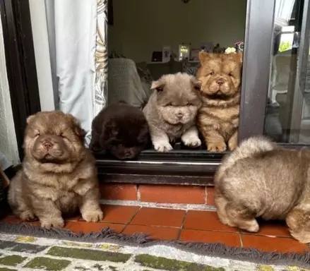 Chow Chow Znakomitej jakości czekolada Princess 💗 5