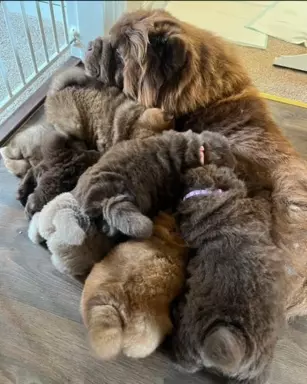 Chow Chow Znakomitej jakości czekolada Princess 💗 6
