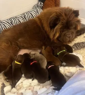 Chow Chow Znakomitej jakości czekolada Princess 💗 7