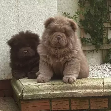 Chow Chow Znakomitej jakości czekolada Princess 💗 8