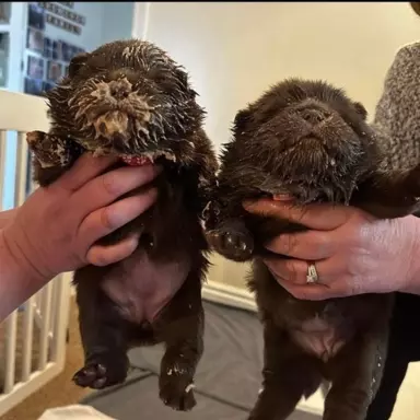 Chow Chow Znakomitej jakości czekolada Princess 💗 9