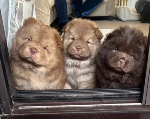 Chow Chow Znakomitej jakości czekolada Princess 💗 10