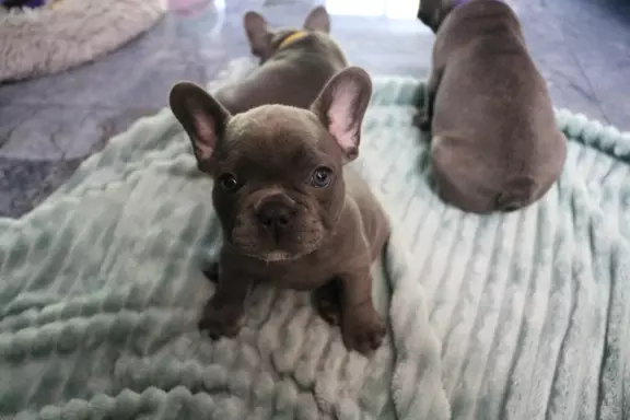 Suczka buldog francuski blue 4