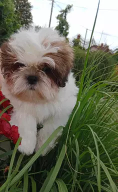 Sprzedam szczenięta Shih tzu 1