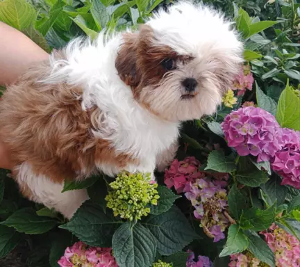 Sprzedam szczenięta Shih tzu 2